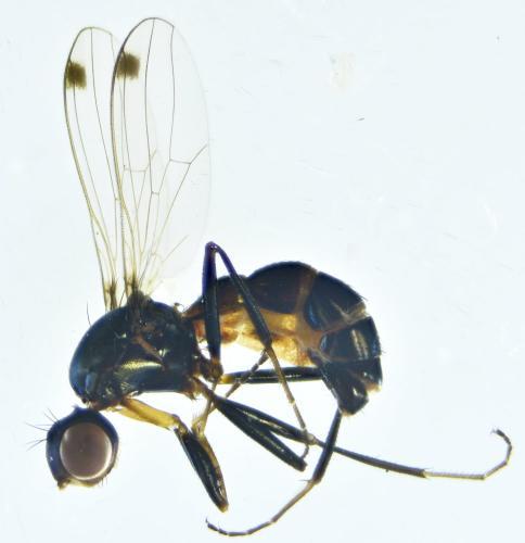 Sepsis fulgens